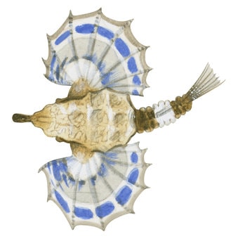 10035_Little_Dragonfish_Eurypegasus_draconis_NW.jpg