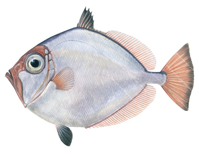 Realistic painting of the New Zealand Dory, Cyttus by the artist Roger Swainston (2022) 
