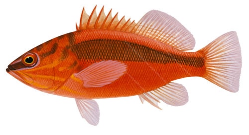 Realistic painting of the Red Seaperch, Hypoplectrodes cardinalis signed by the artist Roger Swainston (2022)