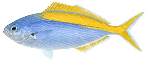 Blue Knifefish,Labracoglossa nitida,Painting by Roger Swainston
