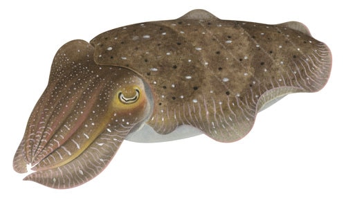 Cuttlefish,Broadclub_Sepia latimanus_1