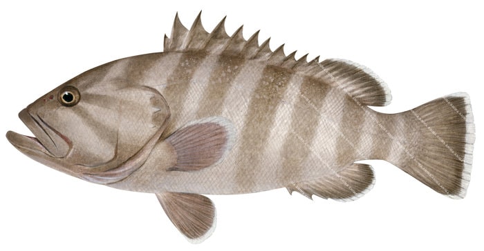 Realistic painting of the Greyband Grouper,Hyporthodus griseofasciatus by Roger Swainston 