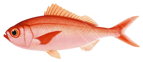 Realistic painting Cosmopolitan Rubyfish by the artist Roger Swainston 