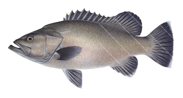 Original Painting of the Bass Groper by the artist Roger Swainston (2011)