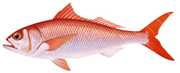 Pale Ruby Snapper,Etelis radiosus Realistic painting  by Roger Swainston