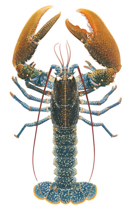 Magnificent painting of the European Lobster,Homarus gammarus by Roger Swainston