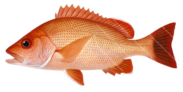 Painting of the Indonesian Snapper by Roger Swainston