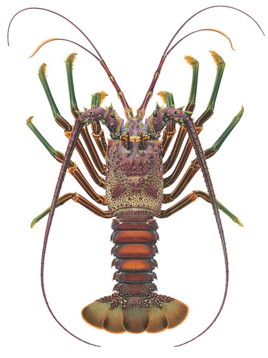 Magnificent painting of the Smoothtailed Rock Lobster,Panulirus laevicauda