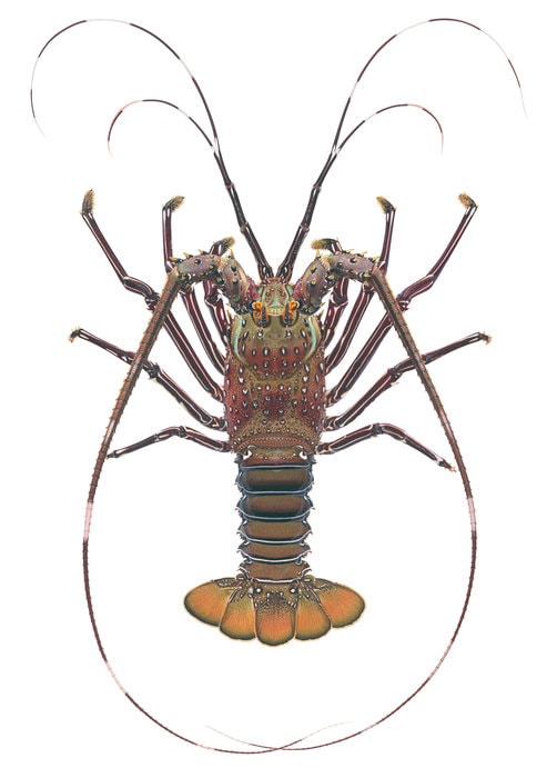 Magnificent painting of the Green Rock Lobster,Panulirus gracilis by R.Swainston