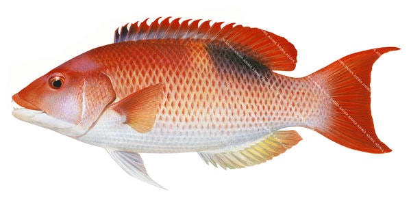 Goldspot Pigfish,Bodianus perdito painting by Roger Swainston
