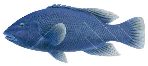 Realistic painting of the Western Blue Groper,Achoerodus gouldii signed by the artist Roger Swainston (2023)
