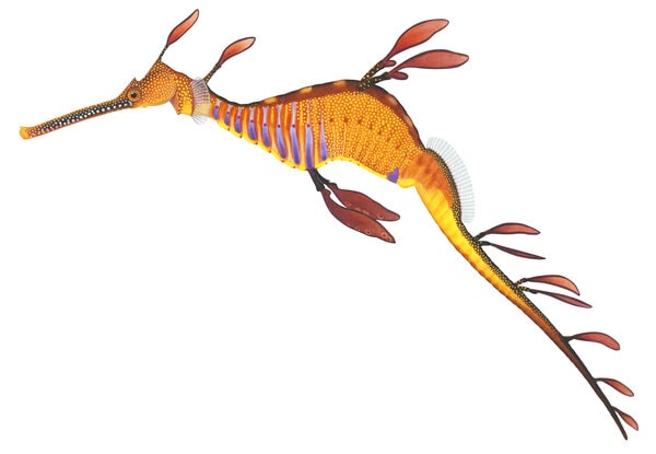 Common Seadragon-4,Phyllopteryx taeniolatus,ANIMA