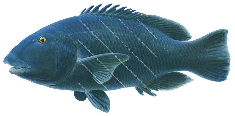 Blue Groper,Western2,Achoerodus gouldii,Roger Swainston,Animafish