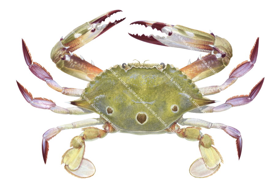Fine Art print of the Swimmer Crab by Roger Swainston