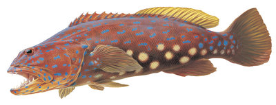 Fine Art print of the Harlequin fish on Archival paper,signed by Roger Swainston