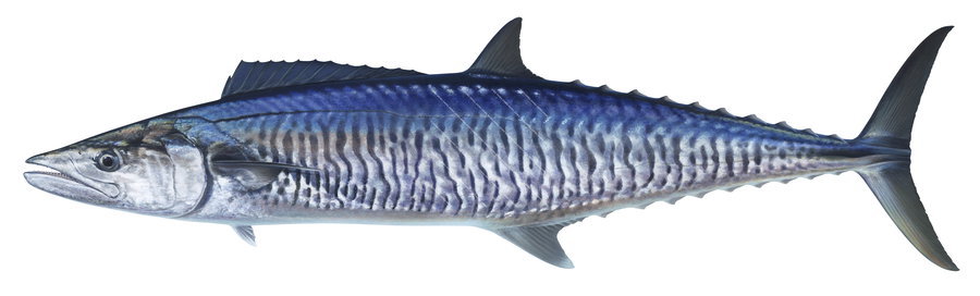 Museum quality Limited Edition print of the iconic Spanish Mackerel signed by Roger Swainston
