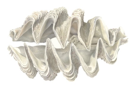 Fine Art print of the Giant Clam on Archival paper,signed by Roger Swainston