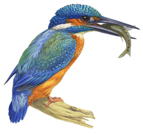 Fine Art print of the Kingfisher on Archival paper,signed by Roger Swainston