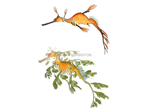 Beautiful Fine Art print of two Seadragons on Archival paper,signed by Roger Swainston