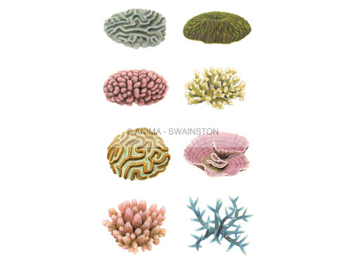 View Corals print on Archival paper,named and signed by Roger Swainston