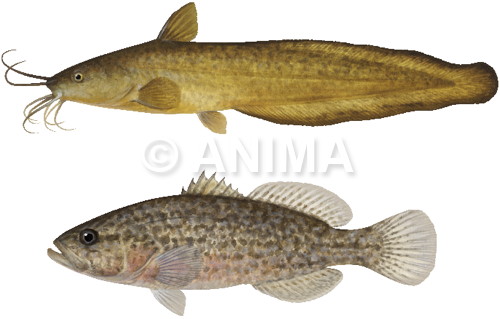 Freshwater Cobbler&Nightfish-118