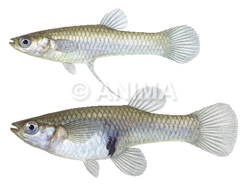 Painting of the Male & Female Mosquito Fish signed by the artist Roger Swainston (2009)