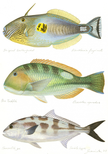 Superb Painting of 3 fishes,Leatherjacket,Tuskfish and Juvenile Samsonfish signed by the artist Roger Swainston (2003)