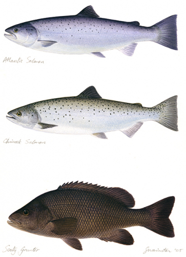 Superb Painting of 3 fishes,Atlantic Salmon,Chinook Salmon, Sooty Grunter signed by the artist Roger Swainston (2005)