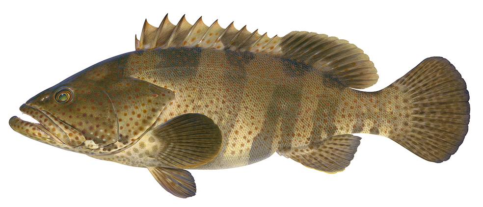 Stunning Painting of the Orangespotted Rockcod signed by the artist Roger Swainston (2018)