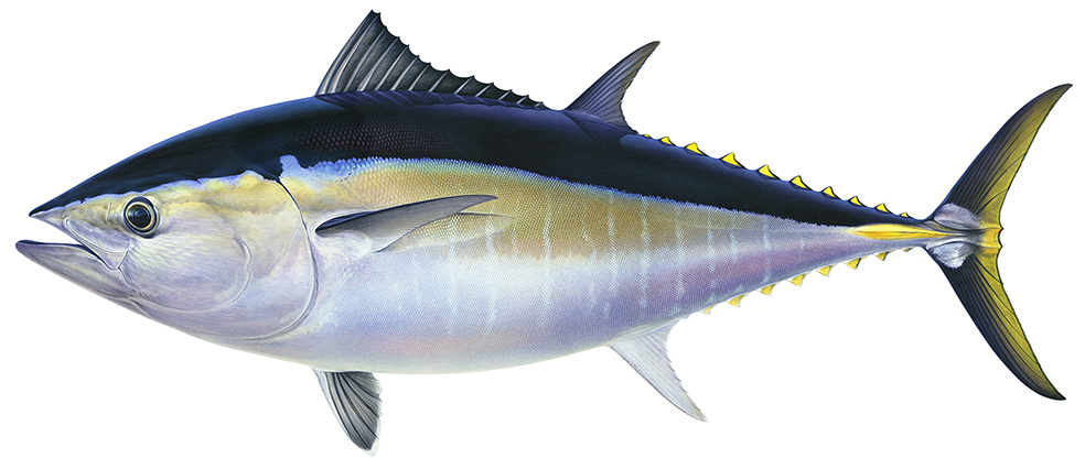 Large Painting of the magnificent Bluefin Tuna signed by the artist Roger Swainston (2018), Buy the print