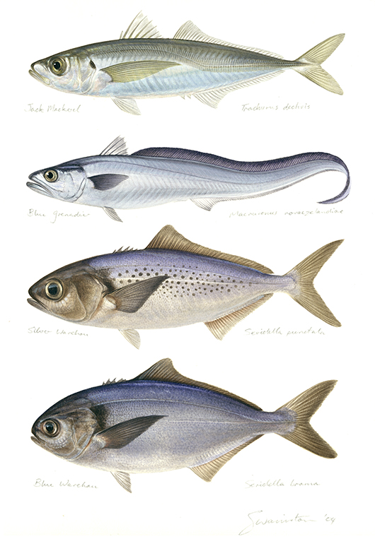 A Superb Painting of 5 fishes, Jack Mackerel,Blue Grenadier,Silver Warehou and Blue Warehou signed by the artist Roger Swainston (2004) 
