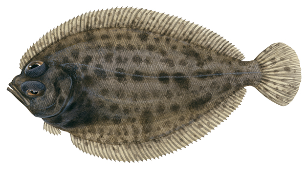 Unique painting of the Spotted Deepsea Flounder signed by the artist Roger Swainston (2009)