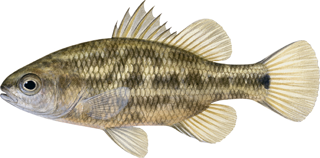 Painting of the Ewen Pygmy Perch signed by the artist Roger Swainston (2009)