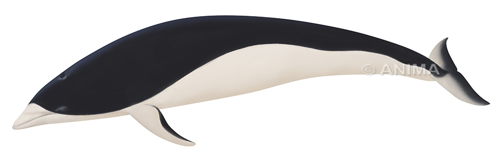 Fine Art print of the Southern Right Whale Dolphin  on Archival paper,signed by Roger Swainston