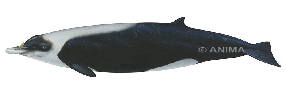 Fine Art print of the Straptoothed Whale on Archival paper,signed by Roger Swainston
