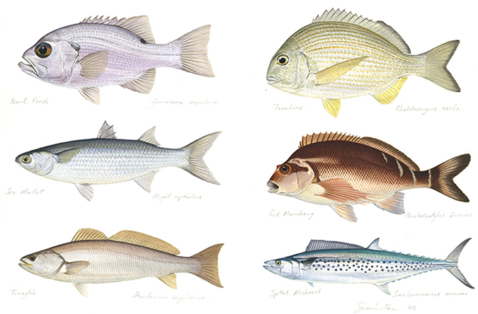 Beautiful Painting of 6 fishes from Indian Ocean, the Pearl Perch, Tarwhine, Mullet, Morwong, Teraglin and Mackerel signed by the artist Roger Swainston (2003)