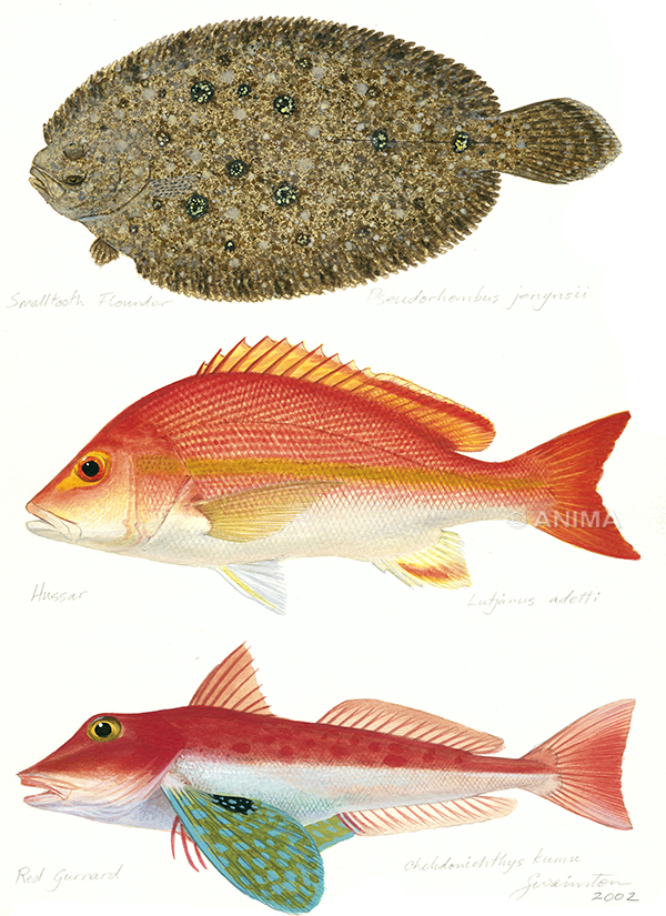 Magnificent Painting of 3 fishes Small Tooth Flounder, Hussar and Red Gurnard signed by the artist Roger Swainston (2002) 