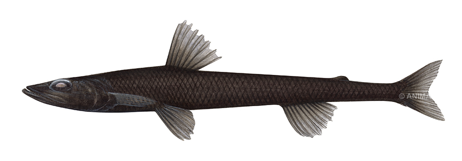 Unique painting of the Black Deepsea Lizardfish signed by the artist Roger Swainston (2009)