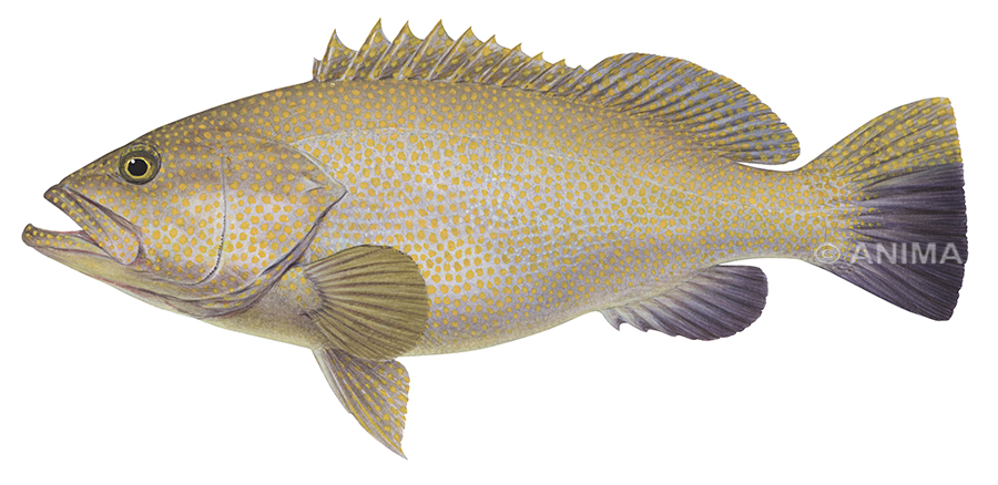StunningPainting of the Duskytail Groper,signed by the artist Roger Swainston (2021)