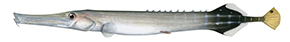 5240_Trumpetfish_Aulostomus_chinensis.jpg