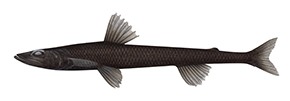 5318_Black_Deepsea_Lizardfish_Bathysauropsis_gracilis_ANIMA.jpg