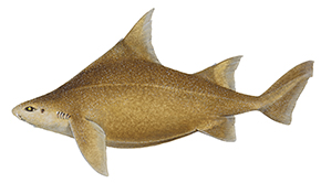 5416_Prickly_Dogfish_Oxynotus_bruniensis.jpg
