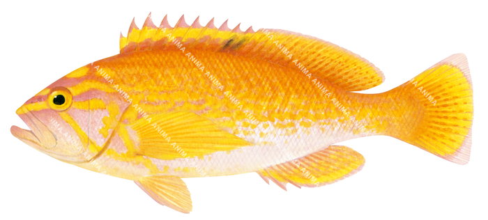 Painting of the Sunrise Perch,Caprodon schlegelii by Roger Swainston