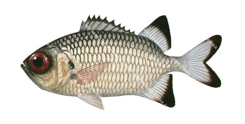 Shadowfin Soldierfish,Myripristis adusta,High quality illustration by Roger Swainston