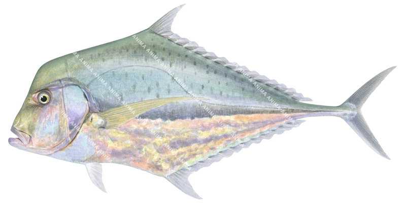 Realistic Painting of the Diamond Trevally,Scyrica indica signed by the artist Roger Swainston (2022) 
