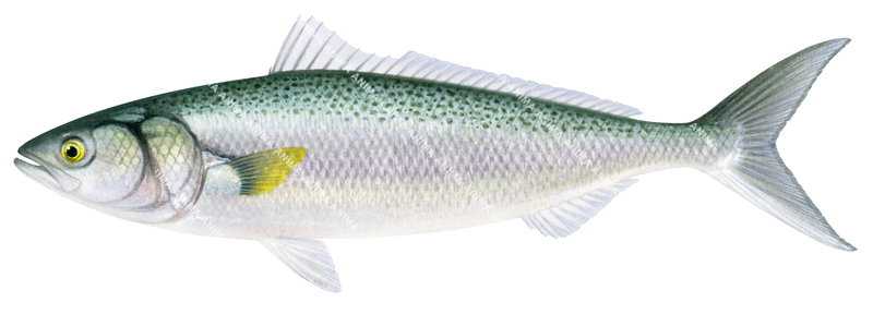 Realistic painting of the Eastern Australian Salmon,Arripis trutta signed by the artist Roger Swainston (2022)