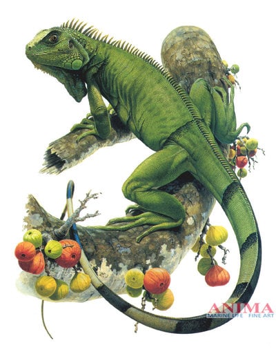 High quality print of the Iguana by Roger Swainston