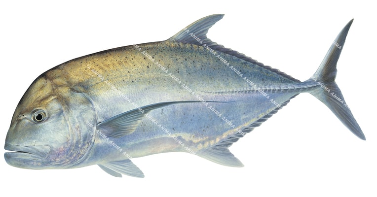 Beautiful Fine Art print of the Giant Trevally on Archival paper,signed by Roger Swainston