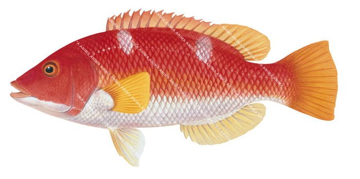 Limited edition Fine Art print of the Yellowfin Pigfish on archival paper signed by roger swainston