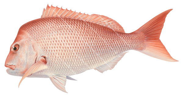 Museum quality beautiful print of the swimming Pink Snapper signed by Roger Swainston